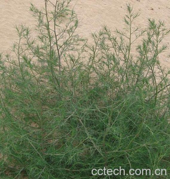 果蔬百科猪毛菜的功效与作用-0