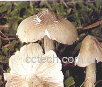 果蔬百科鸡纵菌的功效和吃法-0