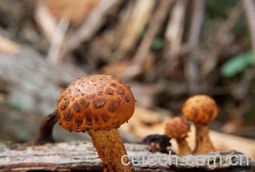 果蔬百科鸡纵菌种植方法和技巧-0