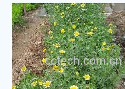 果蔬百科茼蒿-0