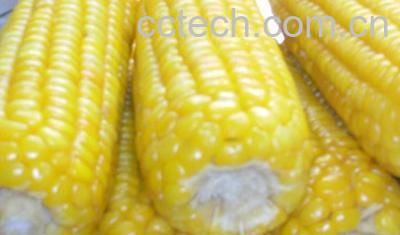 果蔬百科甜玉米-0