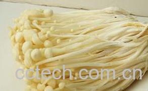 果蔬百科金针菇-0