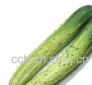果蔬百科老黄瓜-0