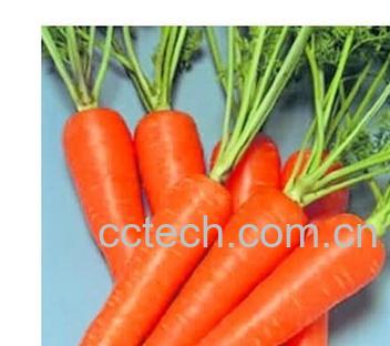 果蔬百科胡萝卜-0