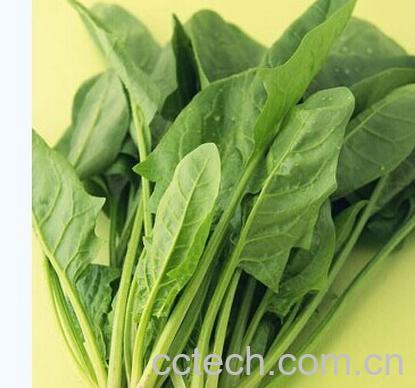 果蔬百科菠菜-0