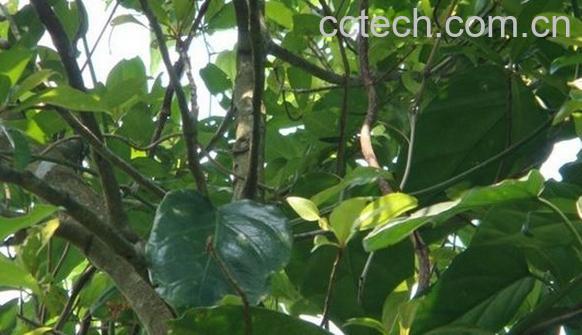 果蔬百科台湾菜-0