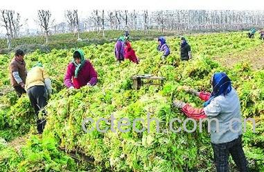 果蔬百科雪里红-0