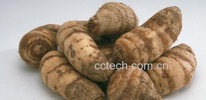 果蔬百科芋头图片-0