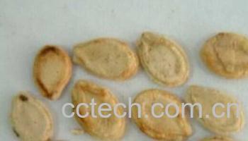 果蔬百科冬瓜子-0