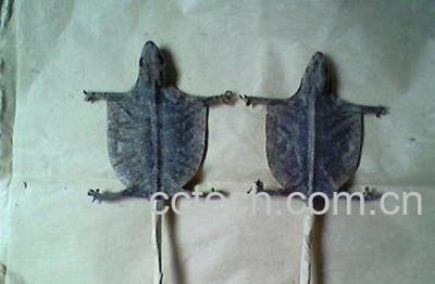 果蔬百科蛤蚧-0