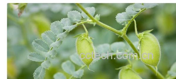 果蔬百科鹰嘴豆-0