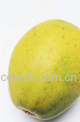 果蔬百科木瓜-0