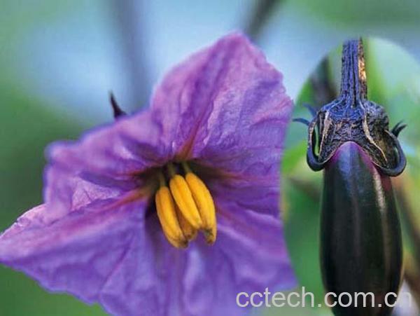 果蔬百科茄子-0