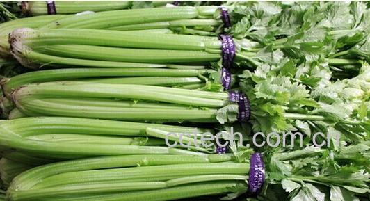 果蔬百科 芹菜-0