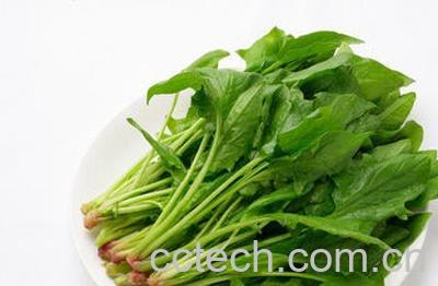 果蔬百科红根菠菜-0