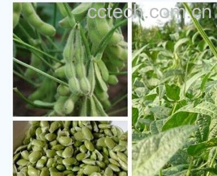 果蔬百科毛豆-0