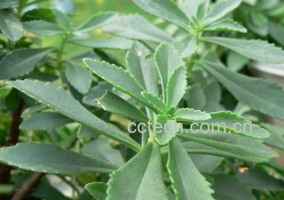 果蔬百科费菜-0