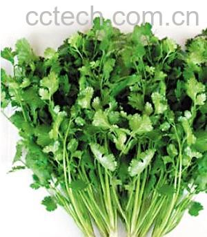 果蔬百科香菜-0