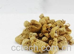 果蔬百科冬虫夏草菇-0