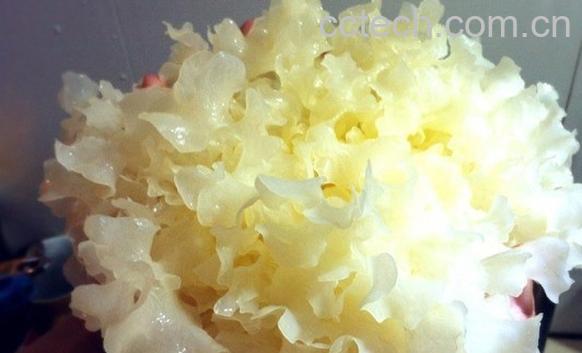 果蔬百科银耳-0