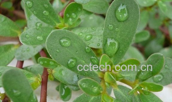 果蔬百科马齿苋-0