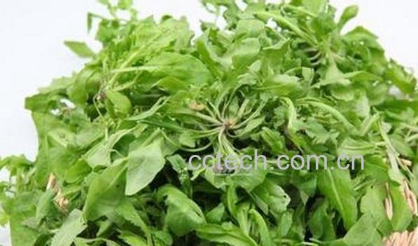 果蔬百科野菜-0