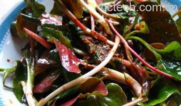 果蔬百科山野茶-0