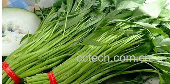 果蔬百科空心菜-0