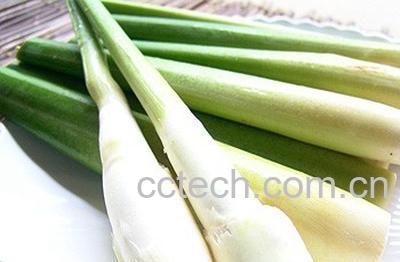 果蔬百科茭白-0