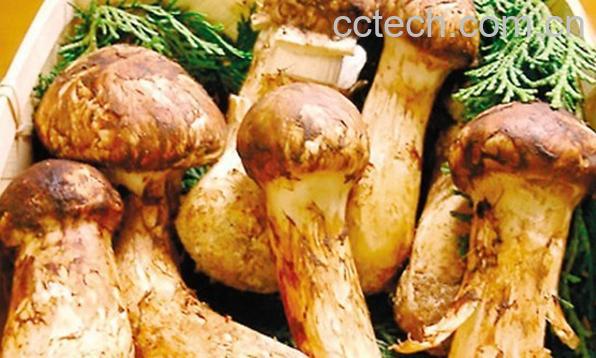 果蔬百科鲜松茸-0