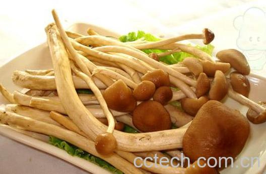 果蔬百科鲜茶树菇-0