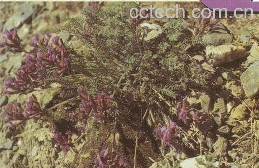 果蔬百科甘肃棘豆-0