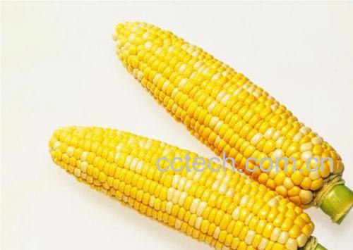 果蔬百科玉米-0