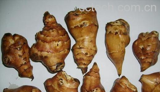 果蔬百科鬼子姜-0