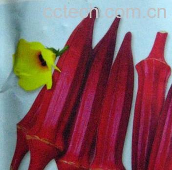 果蔬百科红秋葵的种植方法和功效-0