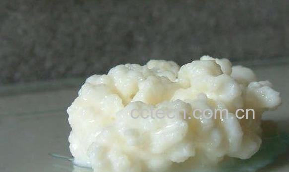 果蔬百科天山雪莲菌-0