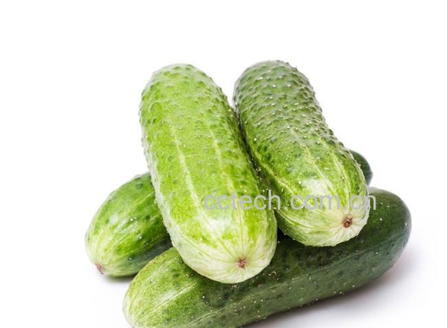 果蔬百科黄瓜-0