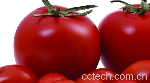 果蔬百科番茄-0