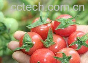 果蔬百科樱桃番茄-0