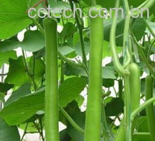 果蔬百科瓠瓜-0