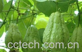 果蔬百科佛手瓜-0