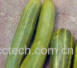 果蔬百科菜瓜-0