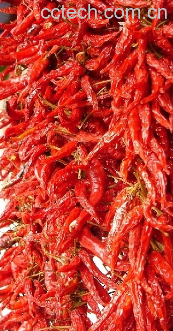 果蔬百科青椒-0