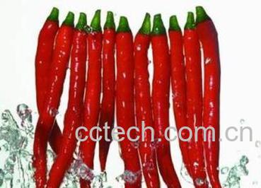 果蔬百科青椒-0