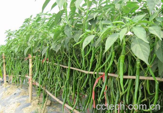 果蔬百科辣椒-0