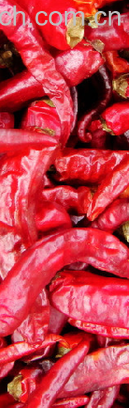 果蔬百科辣椒-0