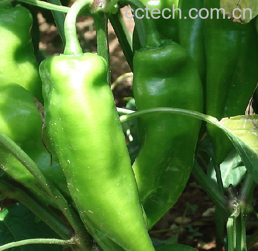 果蔬百科红辣椒-0