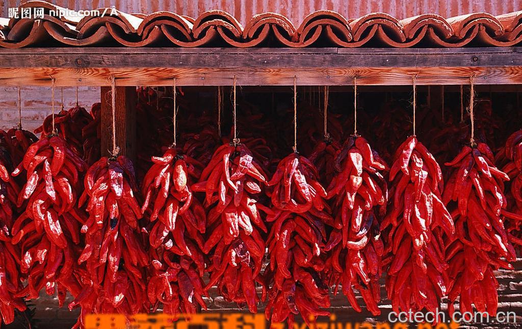 果蔬百科红辣椒-0