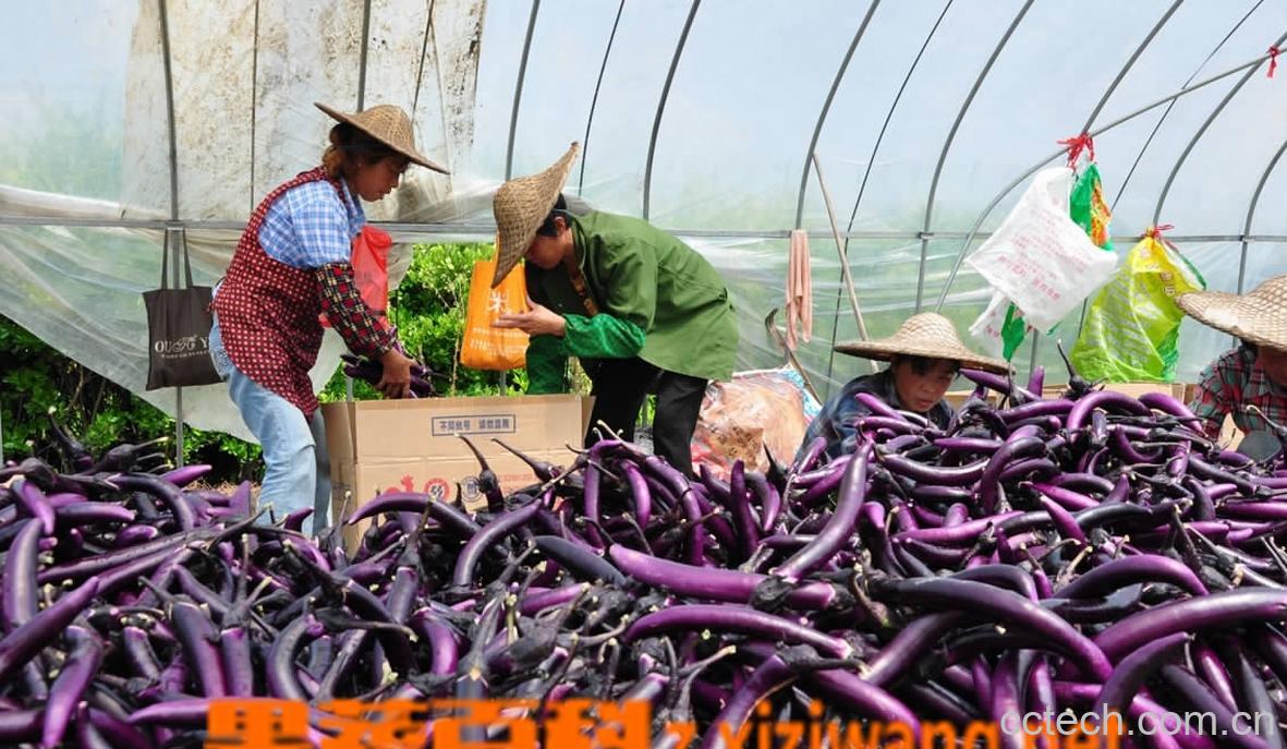 果蔬百科茄子-0