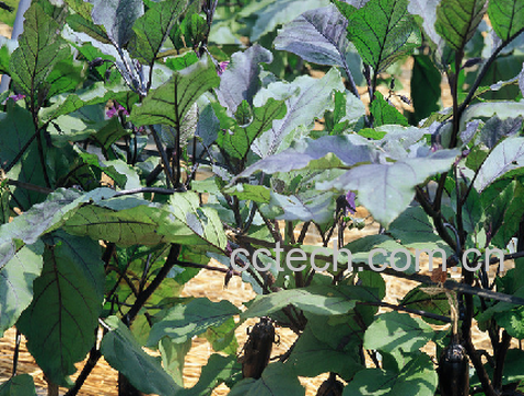 果蔬百科茄子-0